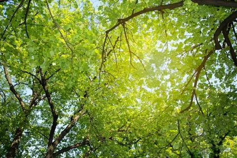 Green branches Фото