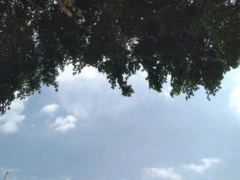 The Green of the Branches Stock-Fotos