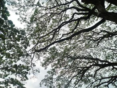 The Green of the Branches Stock Photos