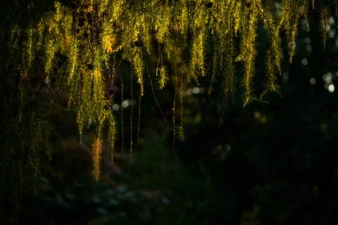 Green branches of pine on a black background Stock Photos