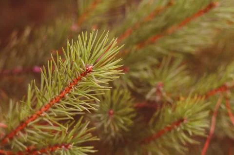 Green branches of a pine close-up Stock Photos