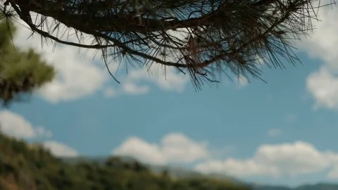 Green branches of pine growing on edge forest on summer day. Stock Footage 78580034