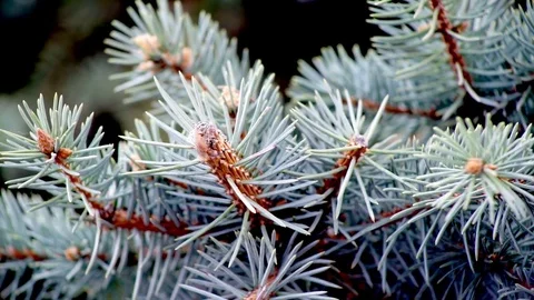 Green Branches of a Pine Tree Stock Footage 74509839