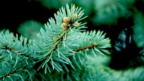 Green Branches of a Pine Tree Stock Footage 74509955