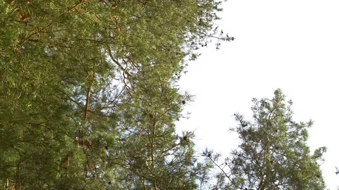 Green branches of pine tree isolated on white sky background 4k Stock Footage 114004964