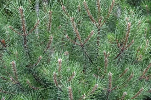 Green branches of pine tree. Stock Photos
