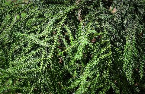 Green branches of a Pine tree Stock Photos