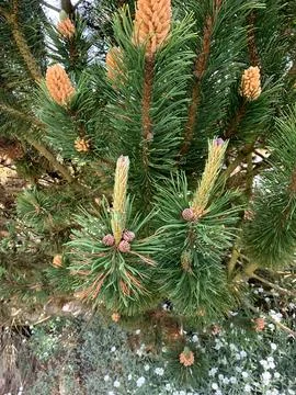 Green branches of a pine tree showcase new cones against a sunny backdrop i.. Stock Photos