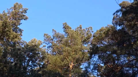 Green branches of pine trees against the blue sky Stock Footage 273496540