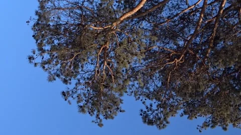 Green branches of pine trees against the blue sky Stock Footage 273496541