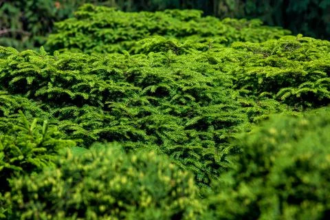 Green branches of pine trees close-up, evergreen texture. Stock Photos