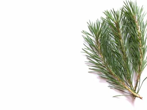 Green branches of pine on a white background Stock Photos