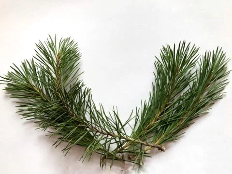 Green branches of pine on a white background Stock Photos