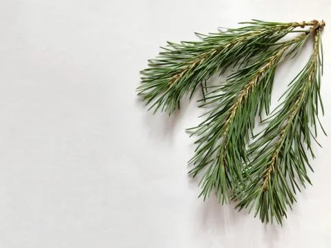 Green branches of pine on a white background Stock Photos