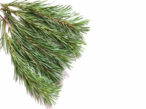 Green branches of pine on a white background Foto stock