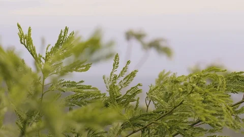 Green branches of plants sway in wind close up. Branches of green tree moving in Stock Footage 107136368