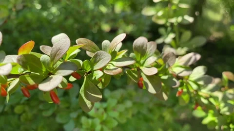 Green branches of red barberry in the backyard. Video stock 239811947