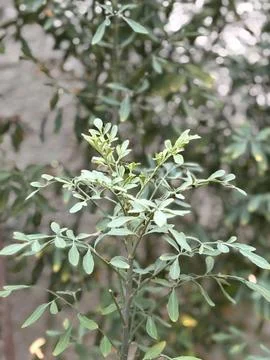 Green Branches of Rue in Focus Stock Photos