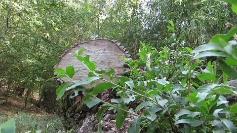 Green branches on a sawn tree global warming ecology Stock Footage 139827971