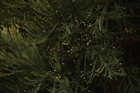 Green Branches Sequoia Close Up Stock Photos