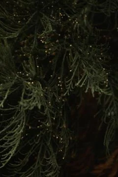 Green Branches Sequoia Coniferous Tree Stock Photos