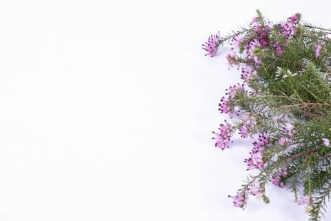 Green branches of spring flowers on a table Stock Photos