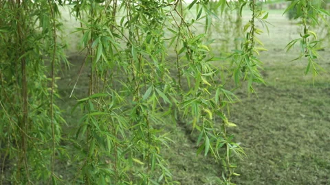Green branches of a spring weeping willow with catkins Vidéo 150431618