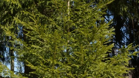 Green branches of the spruce. The camera slides from bottom to top of the tree Vidéo 106637196