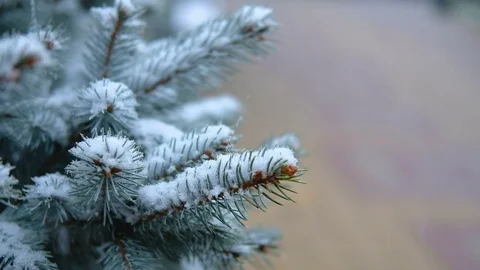 Green branches of spruce, fir under the snow. Evergreen tree. The first snow Stock Footage 100722620