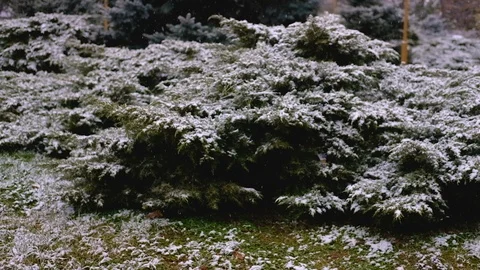 Green branches of spruce, fir under the snow. Evergreen tree. The first snow Stock Footage 100726819