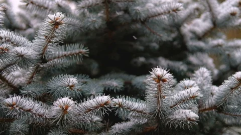 Green branches of spruce, fir under the snow. Evergreen tree. The first snow Stock Footage 100727455