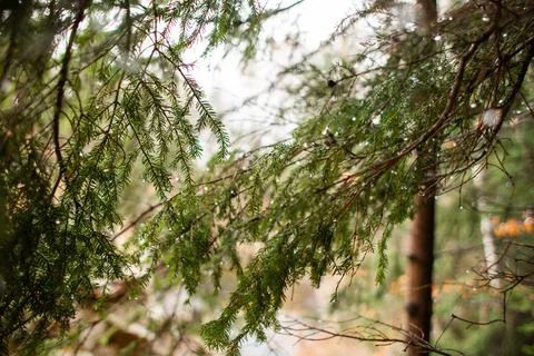 Green branches of spruce in forest Stock Photos