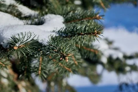 On the green branches of spruce or pine is beautiful white snow. Stock Photos