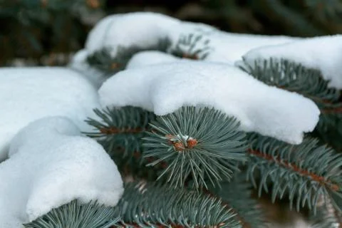 On the green branches of spruce or pine is beautiful white snow. Stock Photos