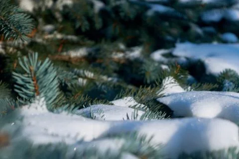 On the green branches of spruce or pine is beautiful white snow. Foto stock