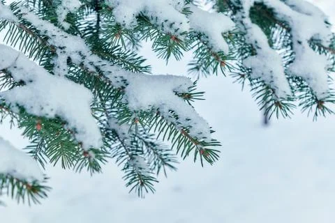 On the green branches of spruce or pine is beautiful white snow. Foto stock