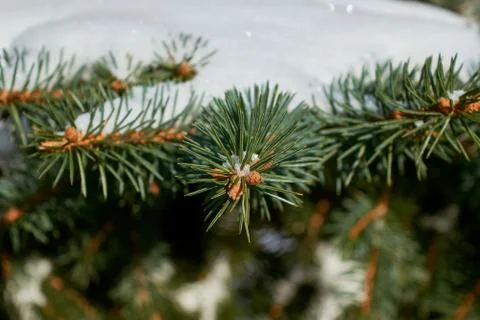On the green branches of spruce or pine is beautiful white snow. Stock Photos