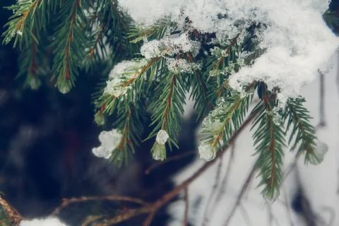 On the green branches of spruce or pine is beautiful white snow. In the foreg Stock Photos