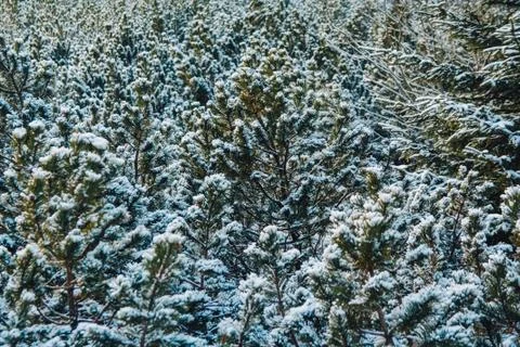 On the green branches of spruce or pine is beautiful white snow. In the foreg Stock Photos