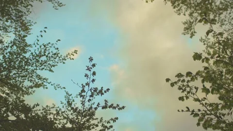 Green branches in the summer wind with sunset clouds in the background Stock Footage 186632770