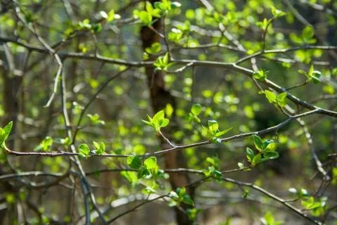 Green branches on the sun Stock Photos