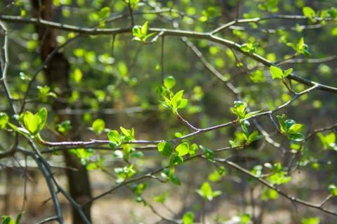 Green branches on the sun Stock Photos