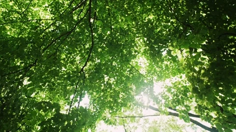 Green branches at sunlight Stock Footage 159294668