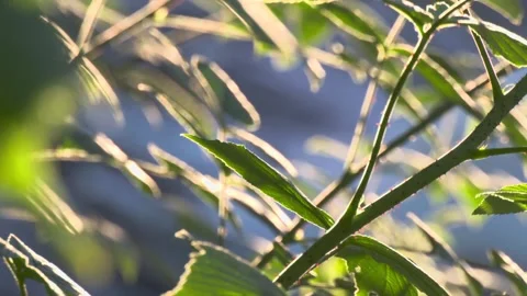Green branches in the sunlight Stock Footage 338305327