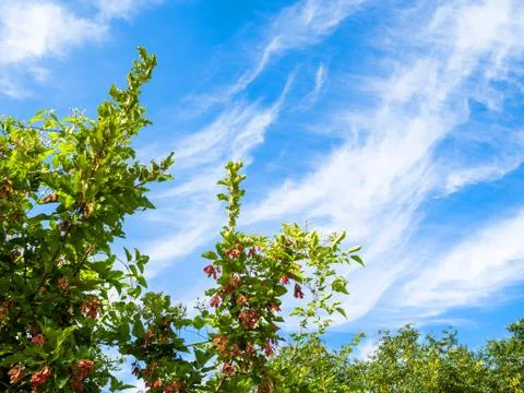 Green branches of tatar maple tree and blue sky Stock Photos