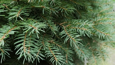 Green branches of thuja close-up Stock Footage 306170614