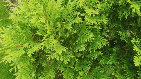 Green branches of thuja close-up Stock Footage 306171684