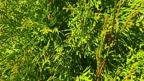 Green branches of thuja in the garden, close up Stock Footage 239274425