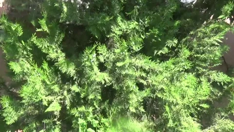 Green branches of thuja softly and calmly sway in a light breeze Stock Footage 313220533