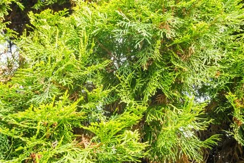 Green branches of thuja, spring landscape. Green background, Spring photo. Stock Photos